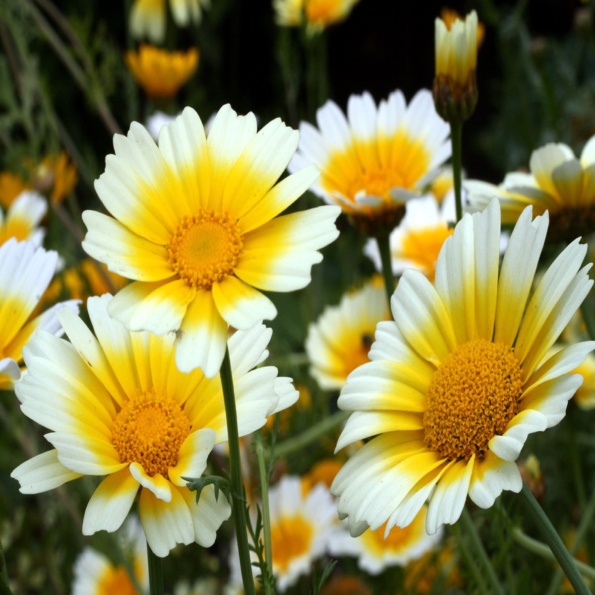Organic Shungiku Edible Chrysanthemum 115 Seeds