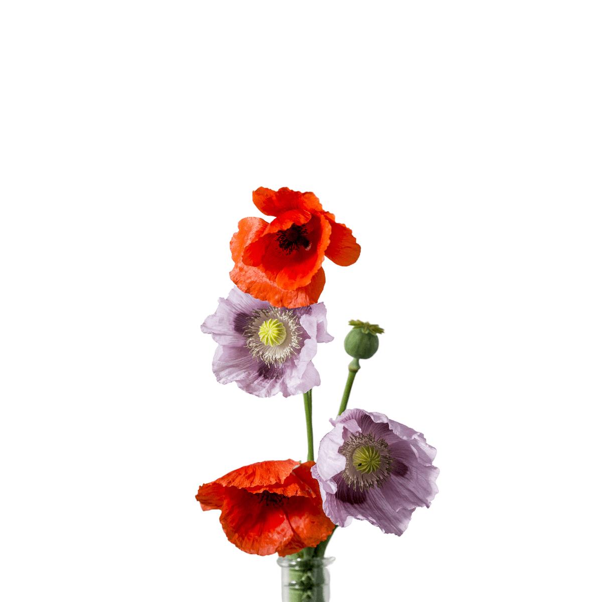 Poppies Shirley Double Mix Seeds