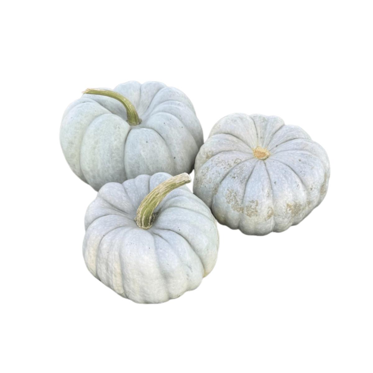 Pumpkins Mint Prince F1 | West Coast Seeds