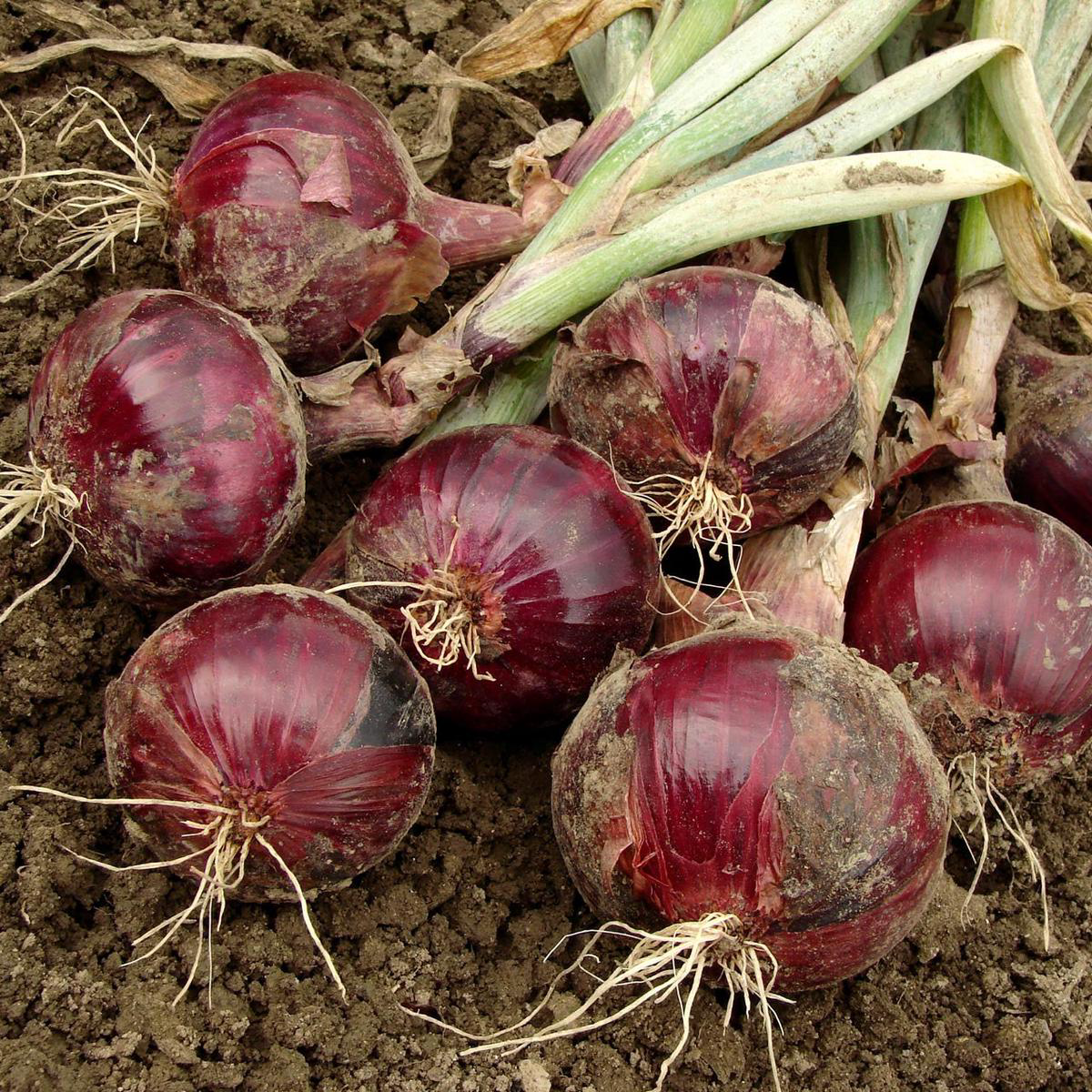 Red Burgundy Onion Short Day