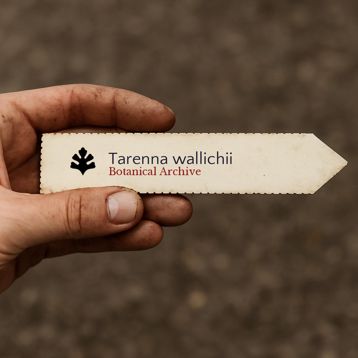 Tarenna wallichii SEEDS