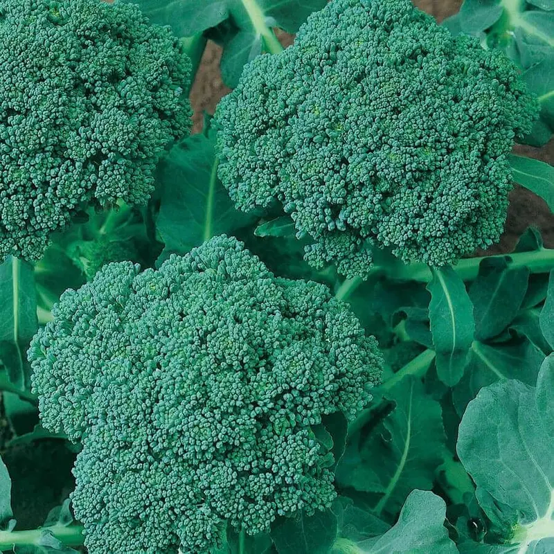 Waltham 29 Heirloom Broccoli Seeds