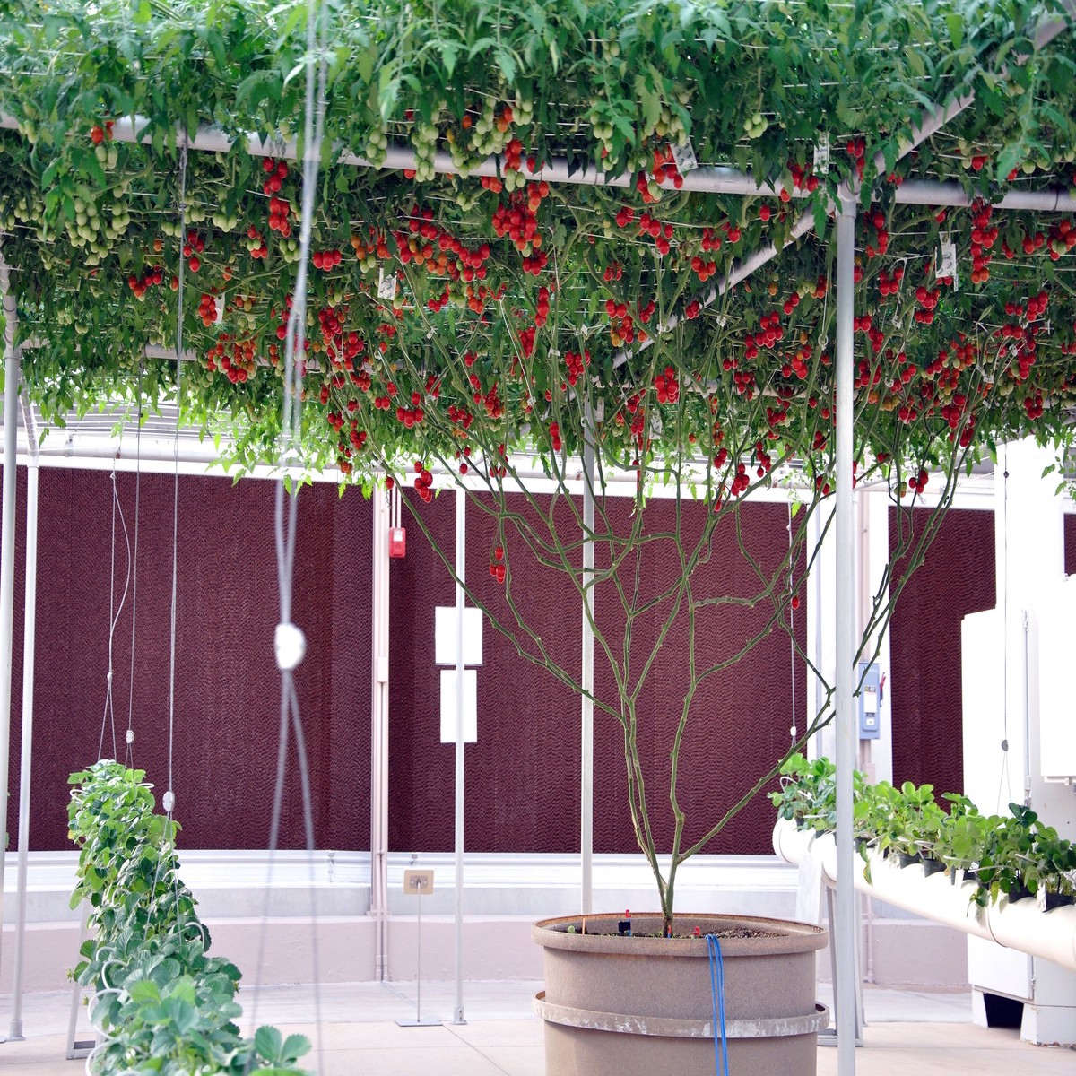 1 Oz Bulk ITALIAN TREE TOMATO 'Trip L Crop' Seeds - 1 Ounce = Approx 9500 Seeds