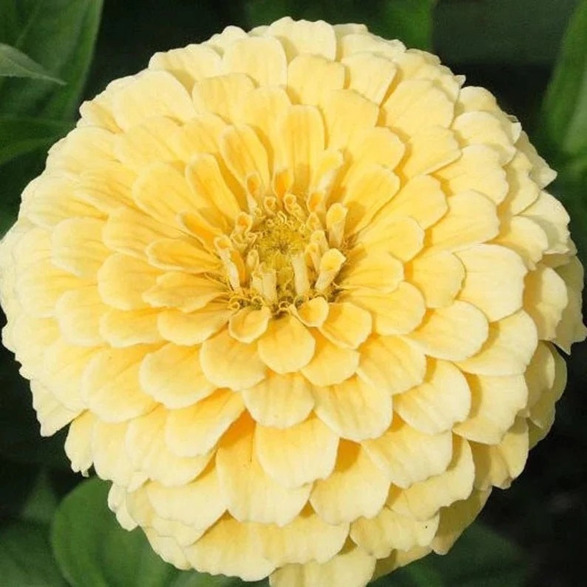 200 Isabellina Gold Zinnia Flower Seeds