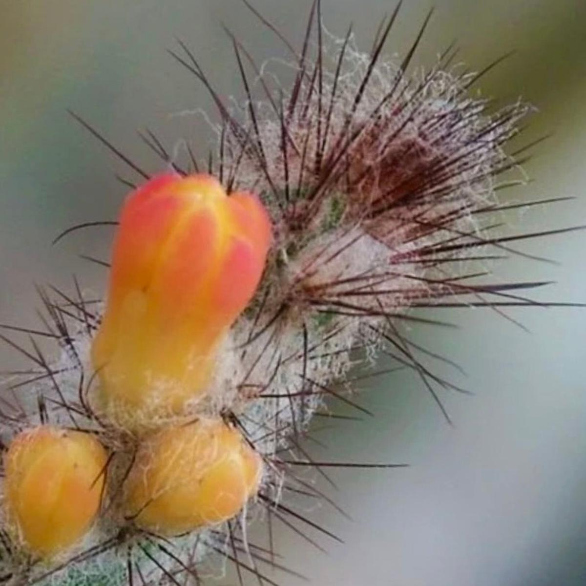 Arrojadoa multiflora SEEDS