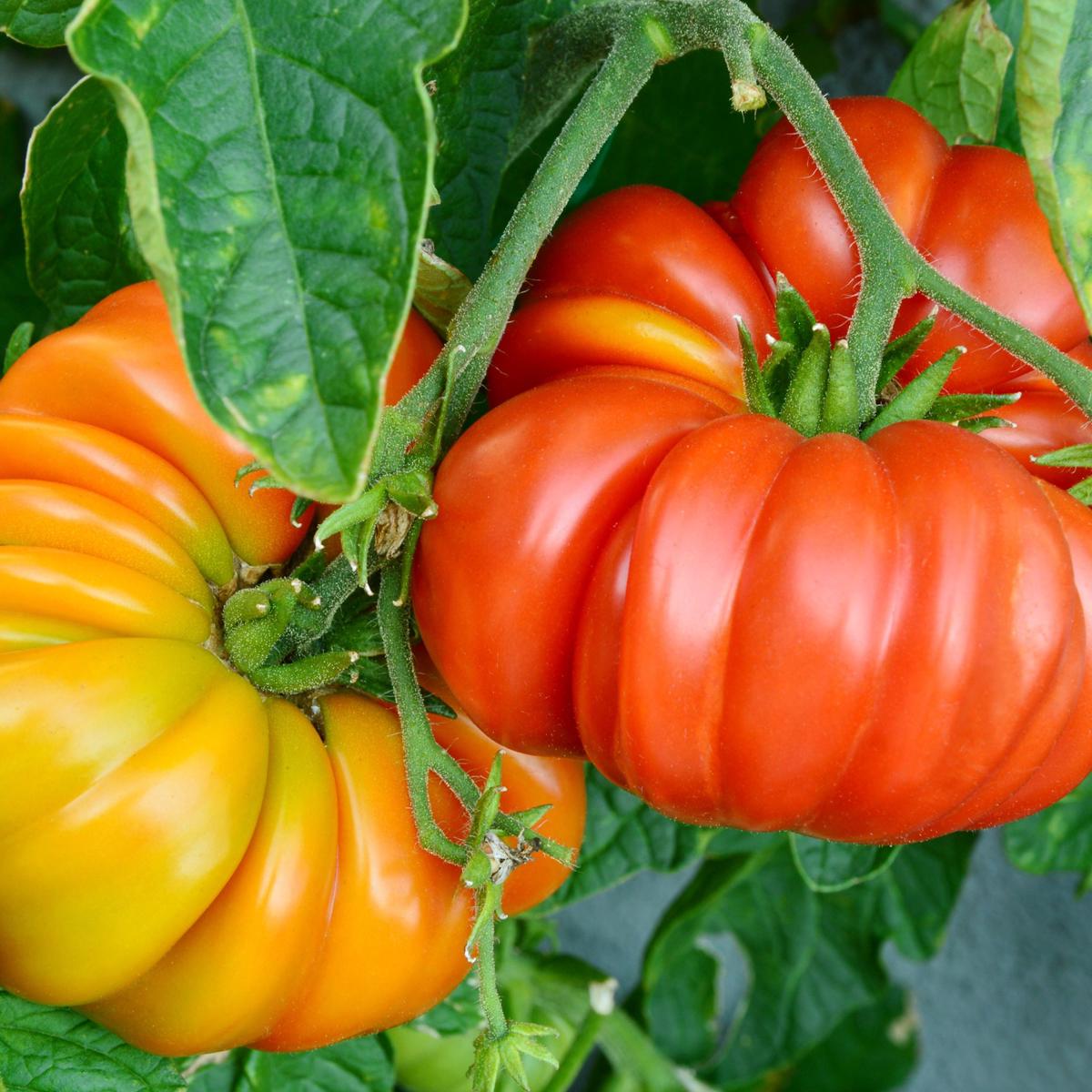 Beefsteak Tomato Seeds Heirloom Garden Variety