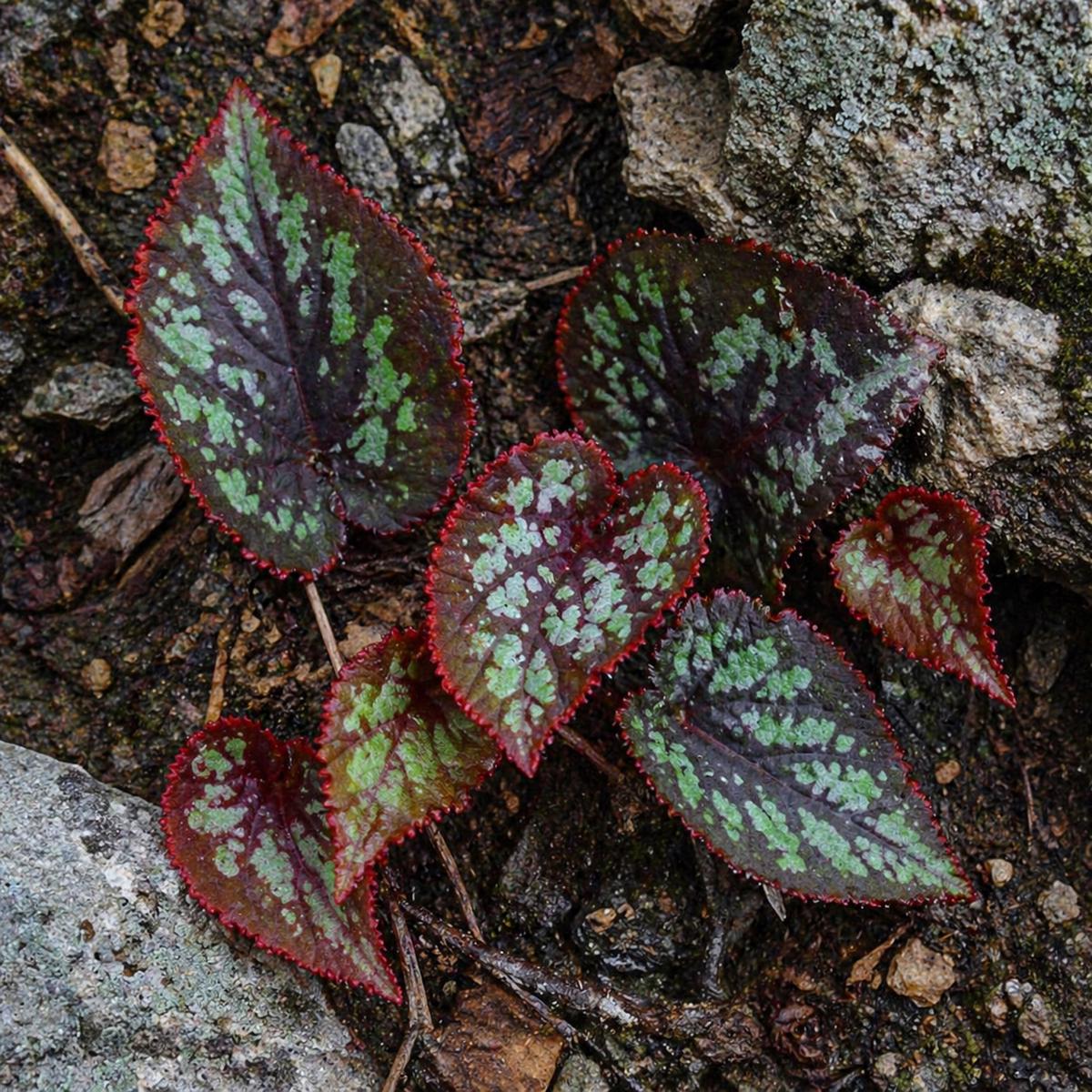 Begonia pengchingii SEEDS
