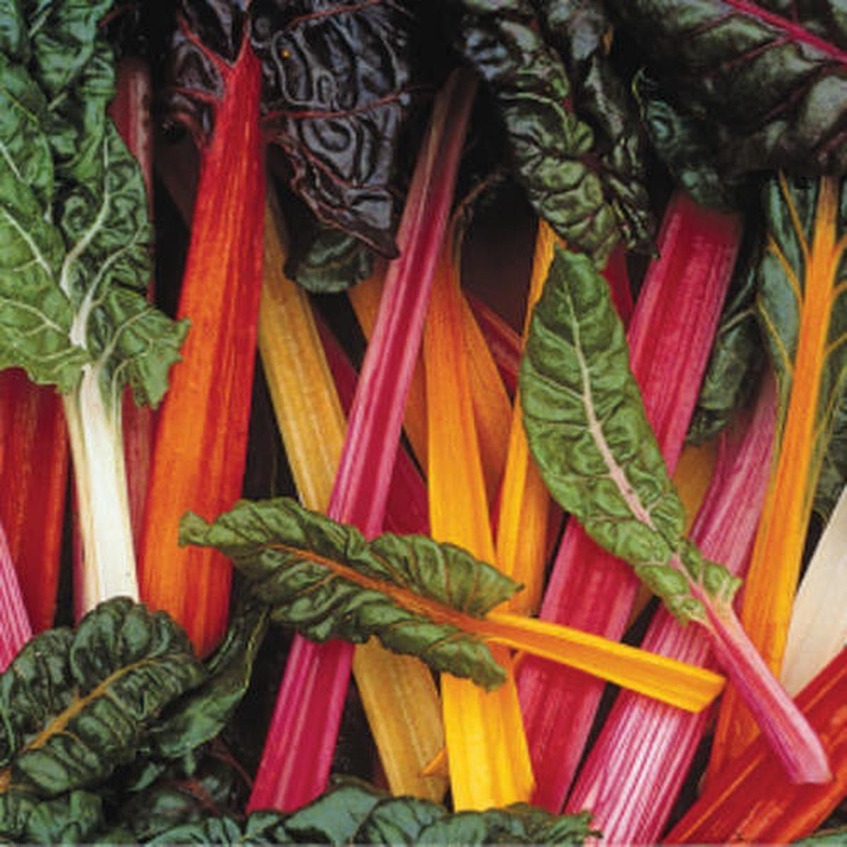 Bright Lights Swiss Chard - Bulk Vegetable Seeds - 20 grams