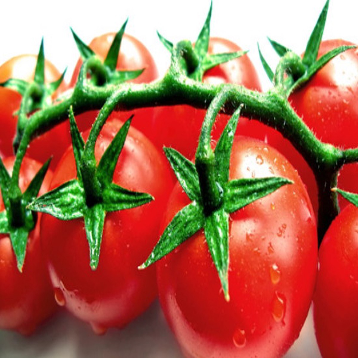 Calypso Tomato - 20 Seeds - High Yields
