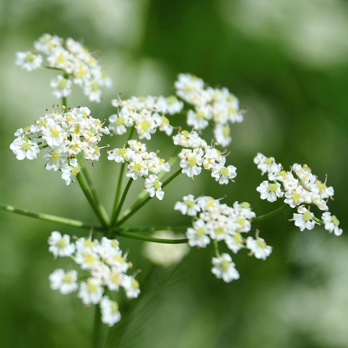 Caraway (Carum carvi)