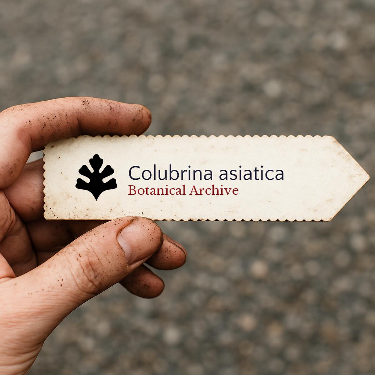 Colubrina asiatica SEEDS