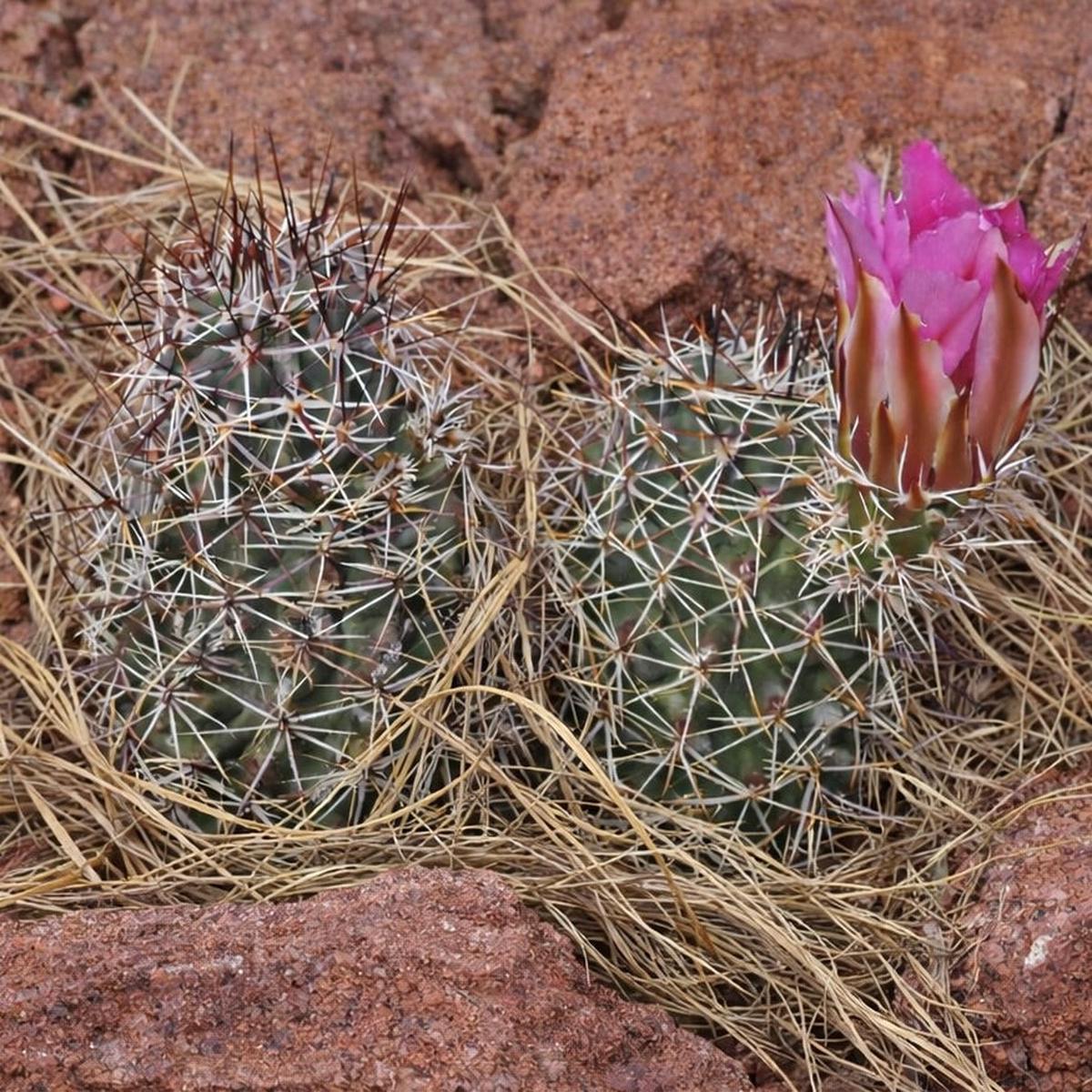 Echinocereus hempelii (Santa Clara) SEEDS