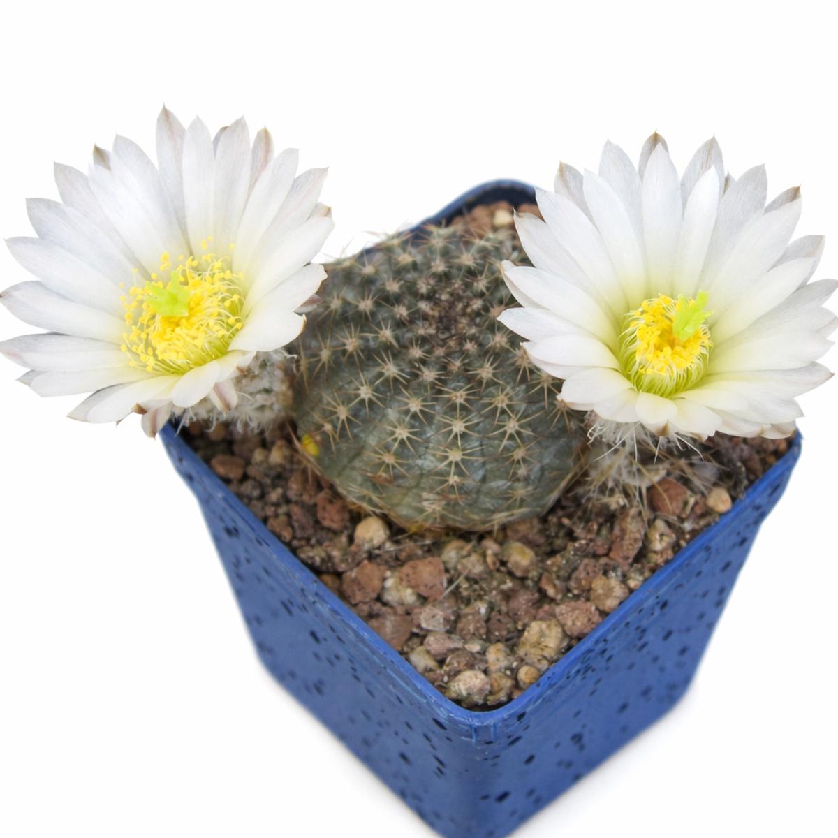Echinocereus sharpii (Ascension) SEEDS