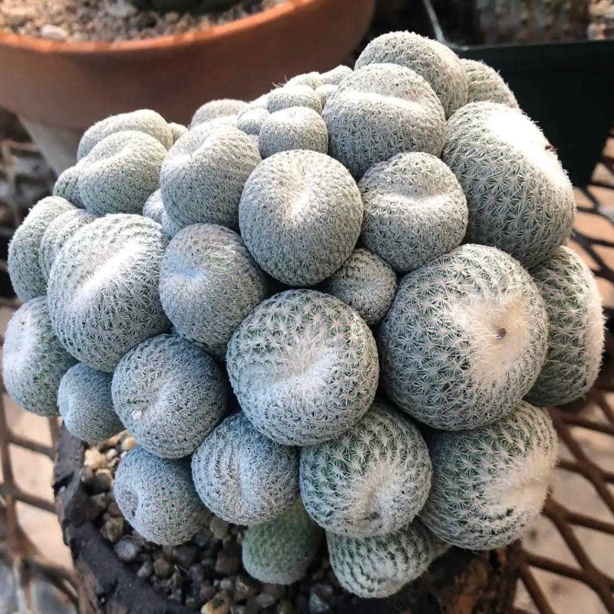 Epithelantha micromeris SEEDS