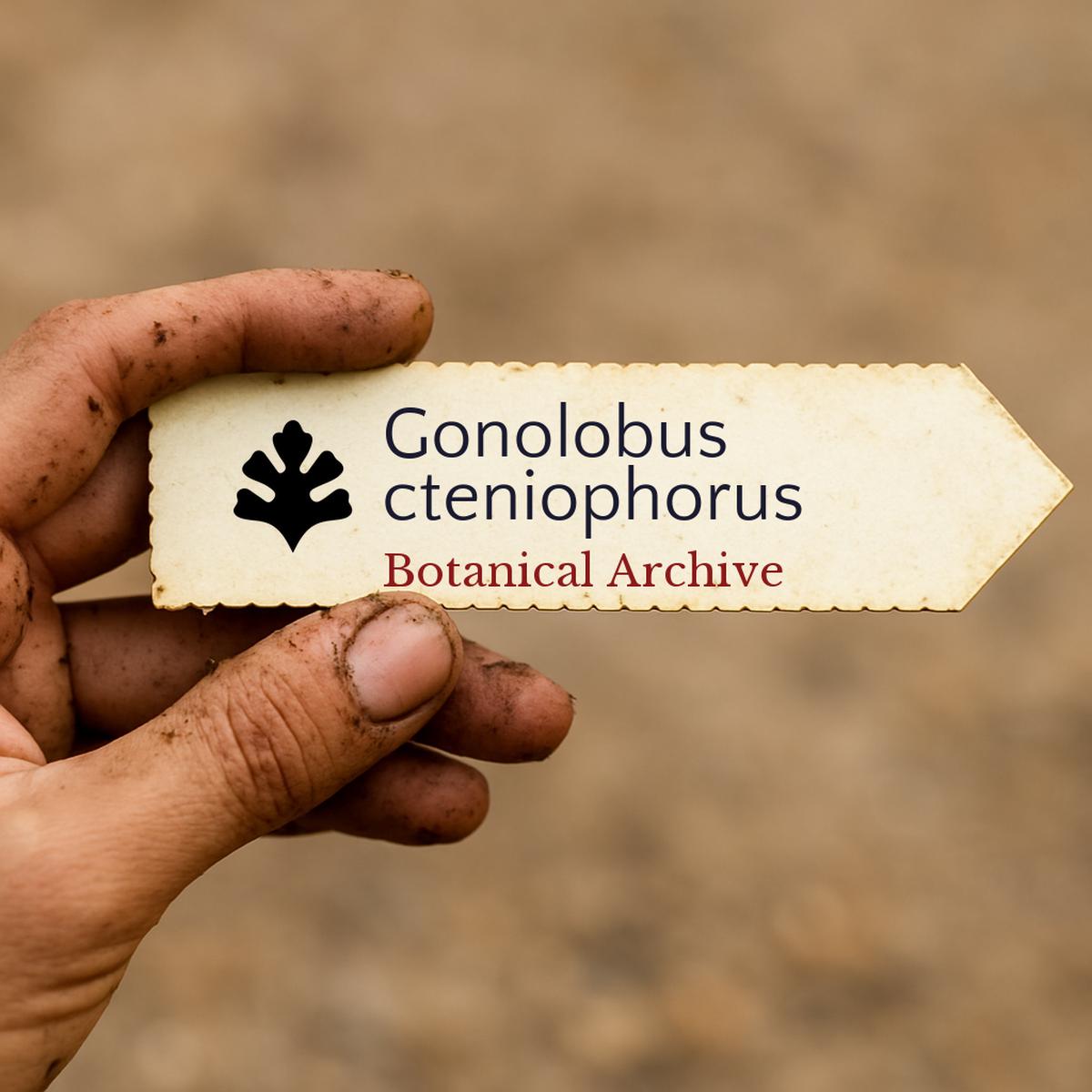 Gonolobus cteniophorus SEEDS