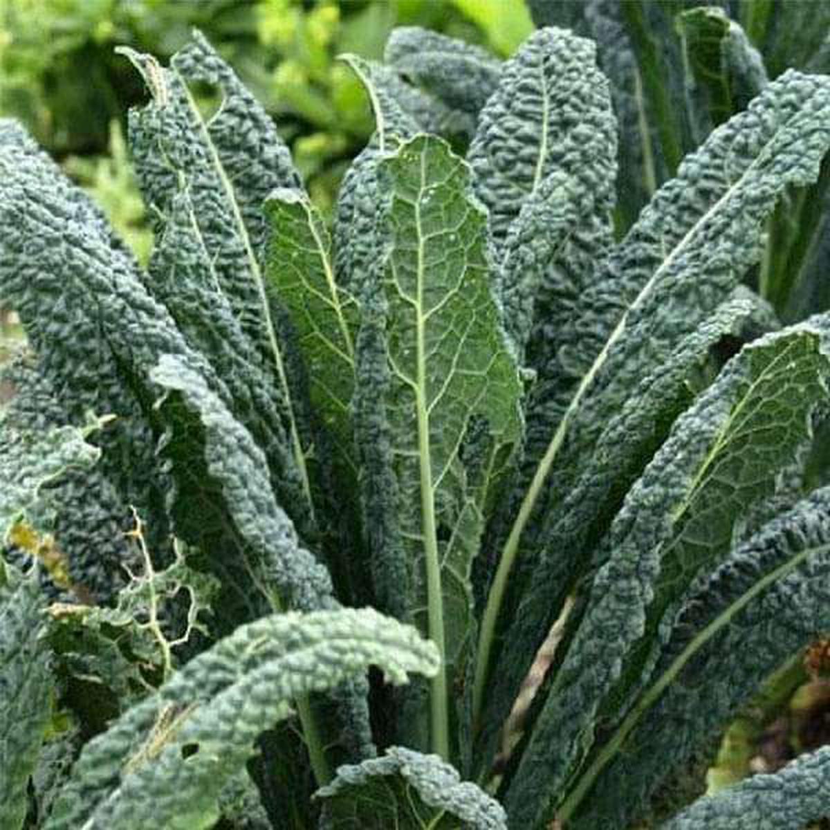 Kale Tuscan - Vegetable Seeds - Default Title