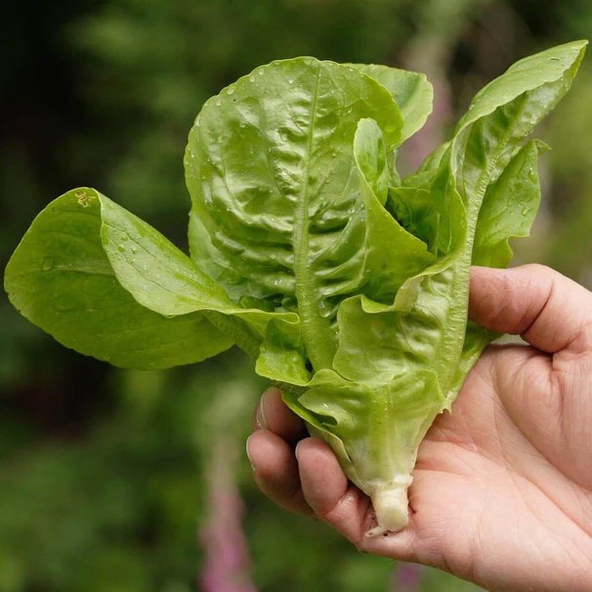 Lettuce - Little Gem
