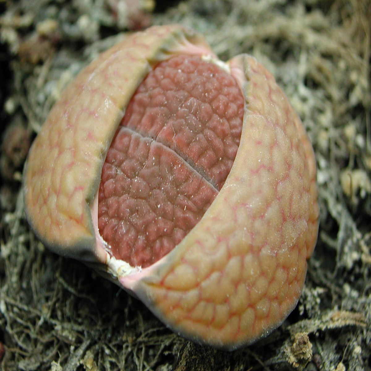 Lithops hookeri var. subfenestrata C021 SEEDS