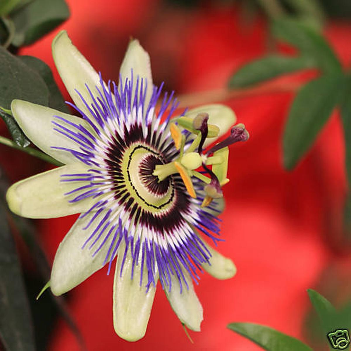 Passiflora caerulea SEEDS