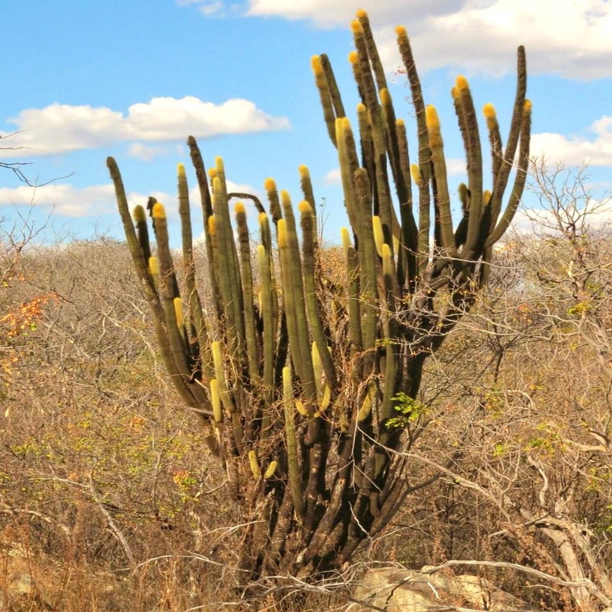 Pilosocereus chrysostele subsp. cearensis SEEDS