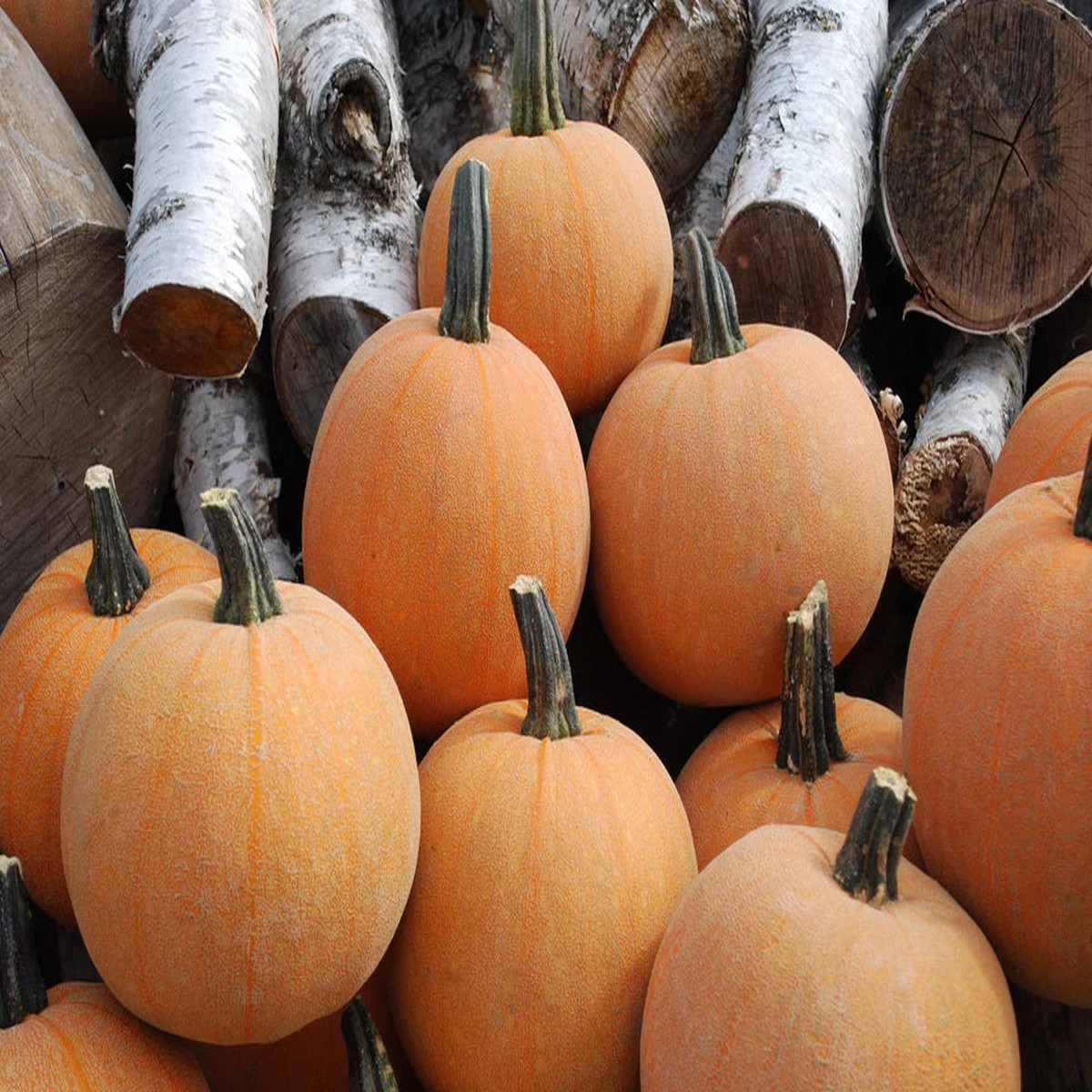 Pumpkin - Winter Luxury - Organic