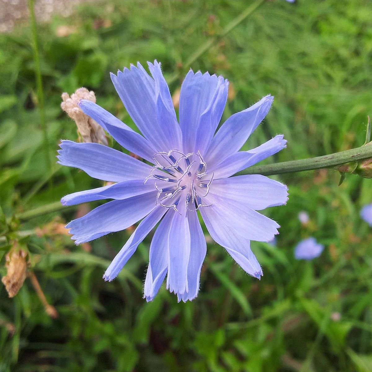 Seeds - Wild chicory