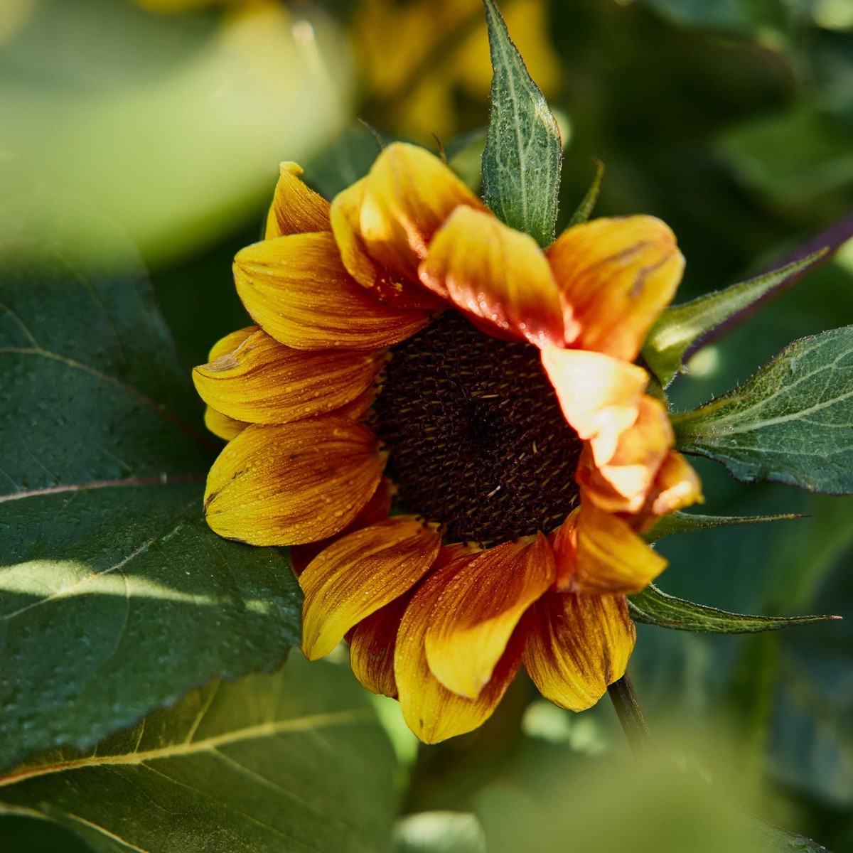 Sunflower Royal Velvet Flower | X 15 Seeds