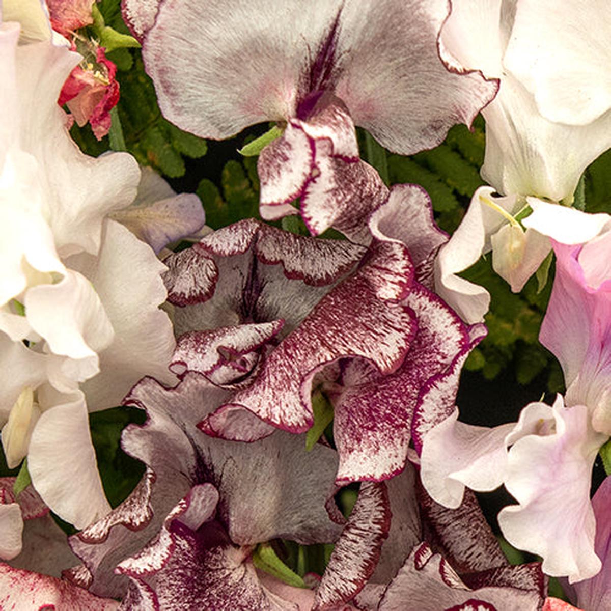Sweet Pea, Wiltshire Ripple (Organically Grown Seeds)