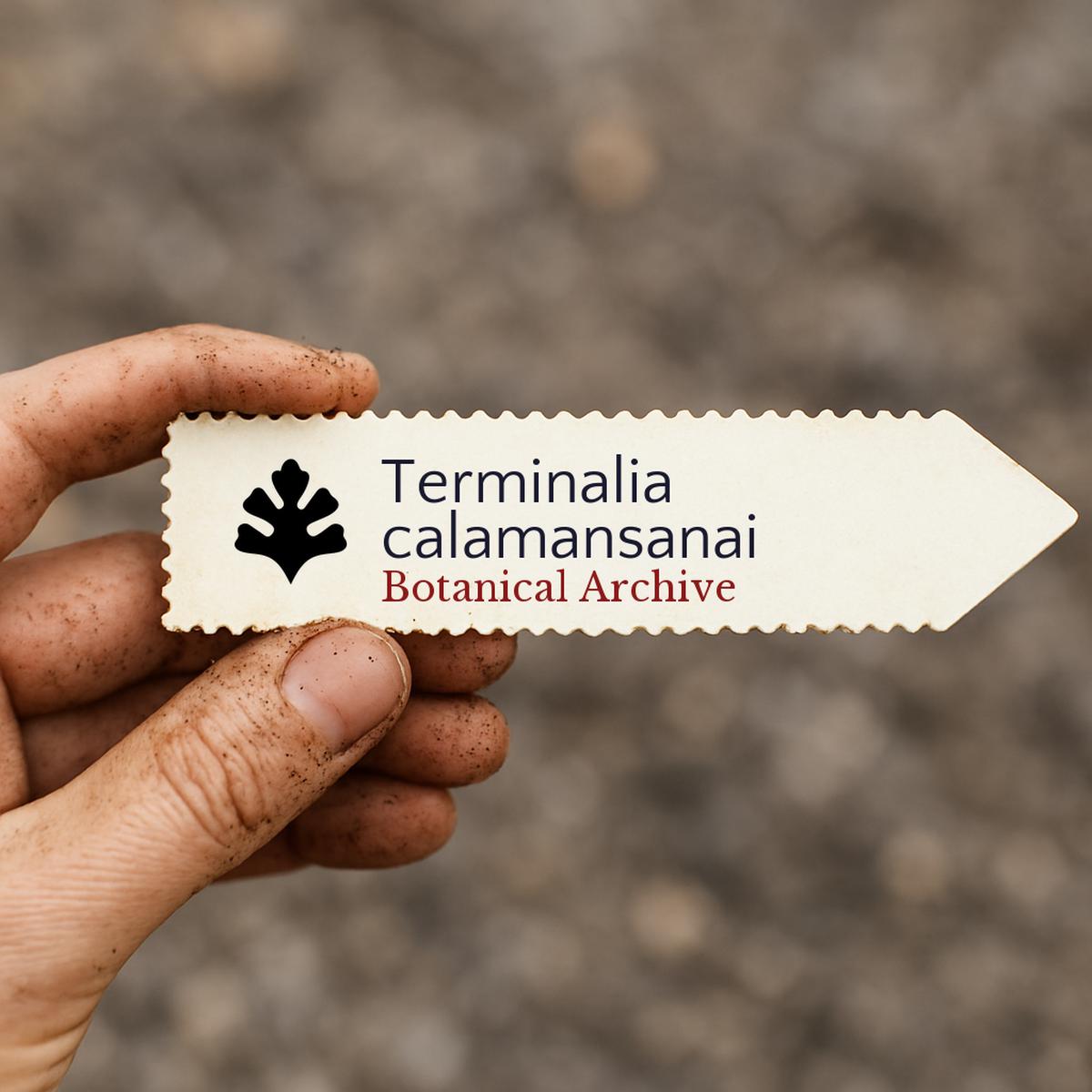 Terminalia calamansanai SEEDS