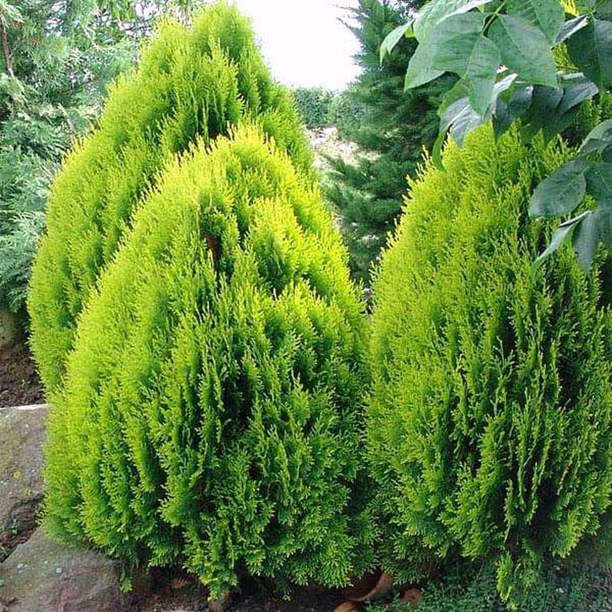 Thuja Orientalis - 0.5 kg Seeds - Default Title