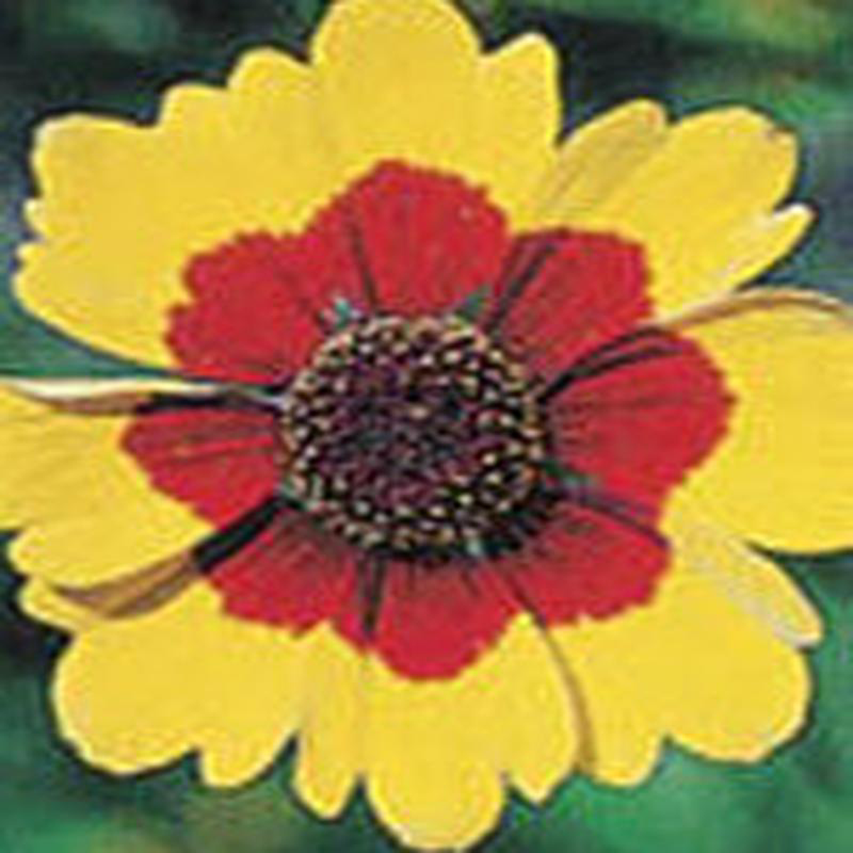 Wildflower Plains Coreopsis 8211 Ontario Seed Company