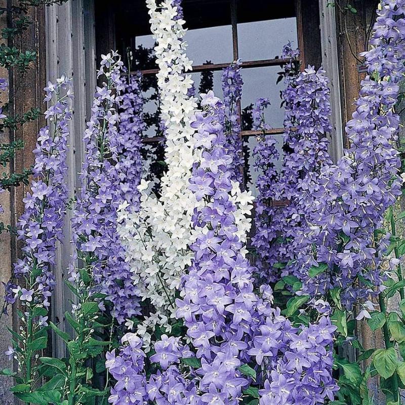 100 Mixed Pyradmidalis Campanula Bell Flower Seeds