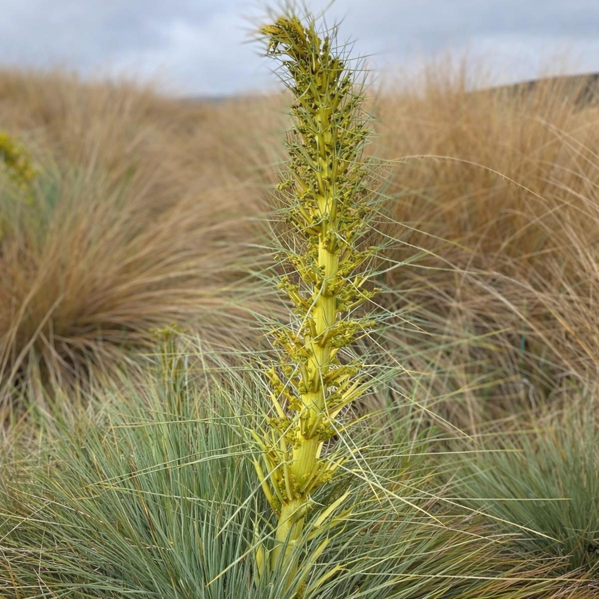 Aciphylla glaucescens SEEDS