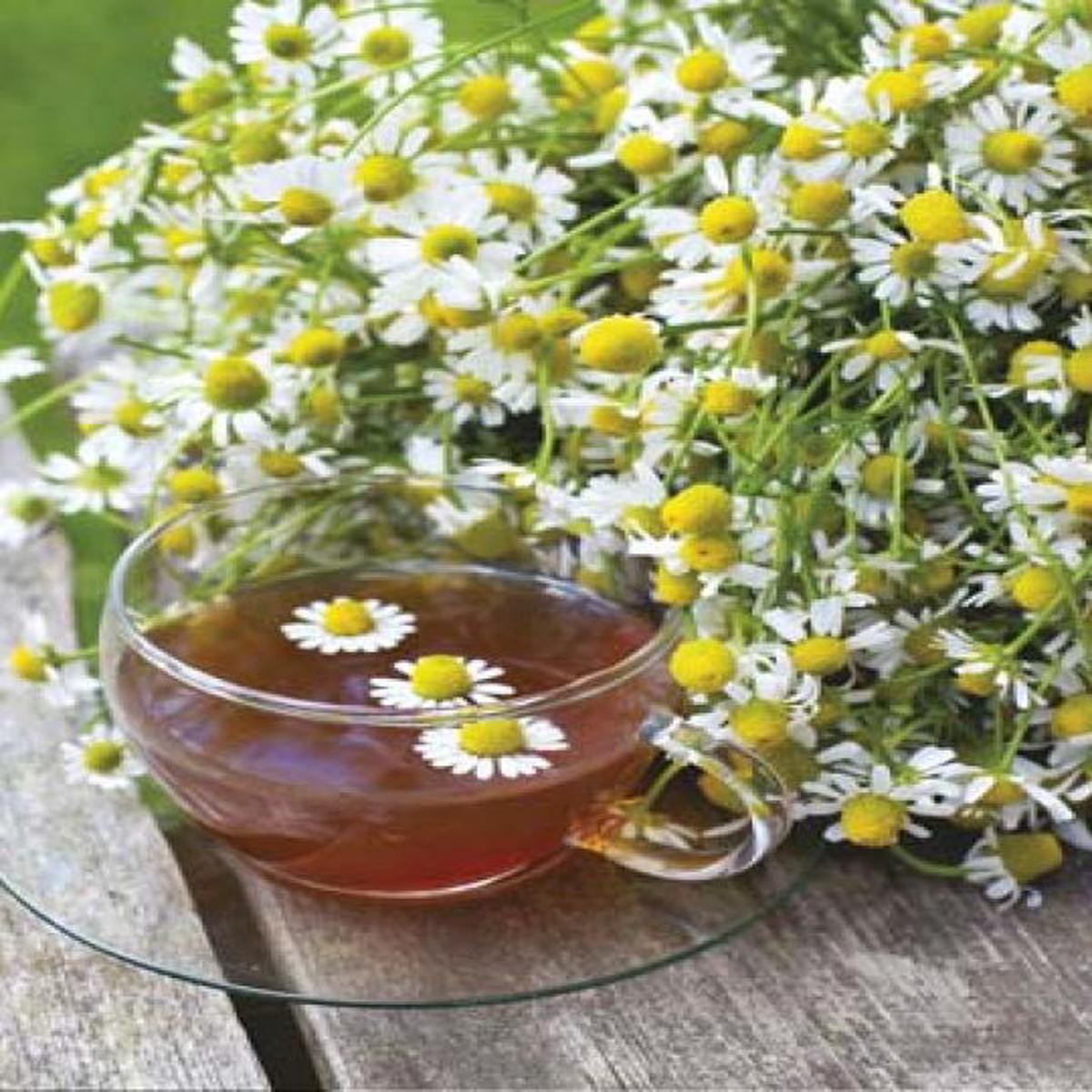 Chamomile - Mr. Fothergill's Seeds