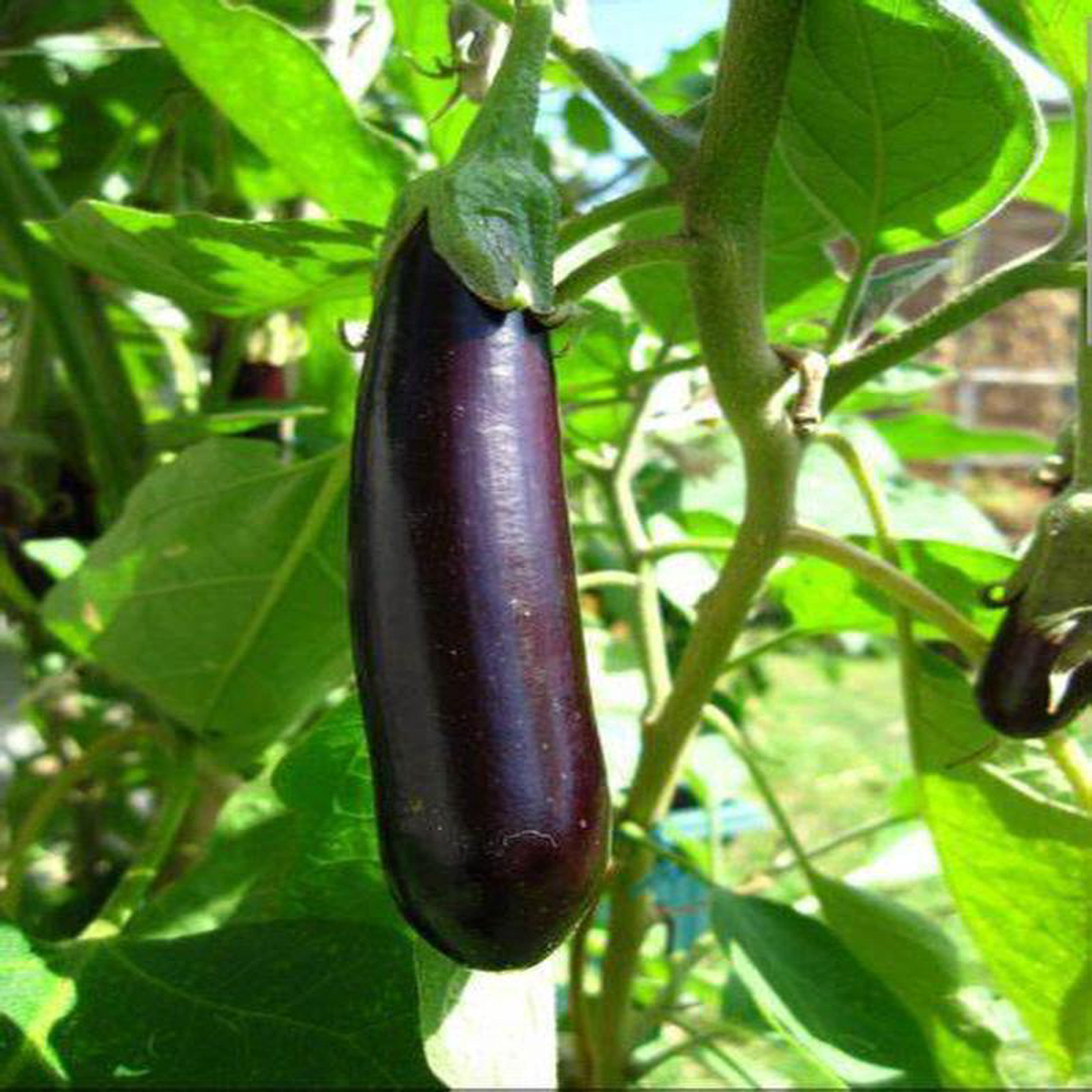 Eggplant Long Purple 8211 Pacific Northwest Seeds