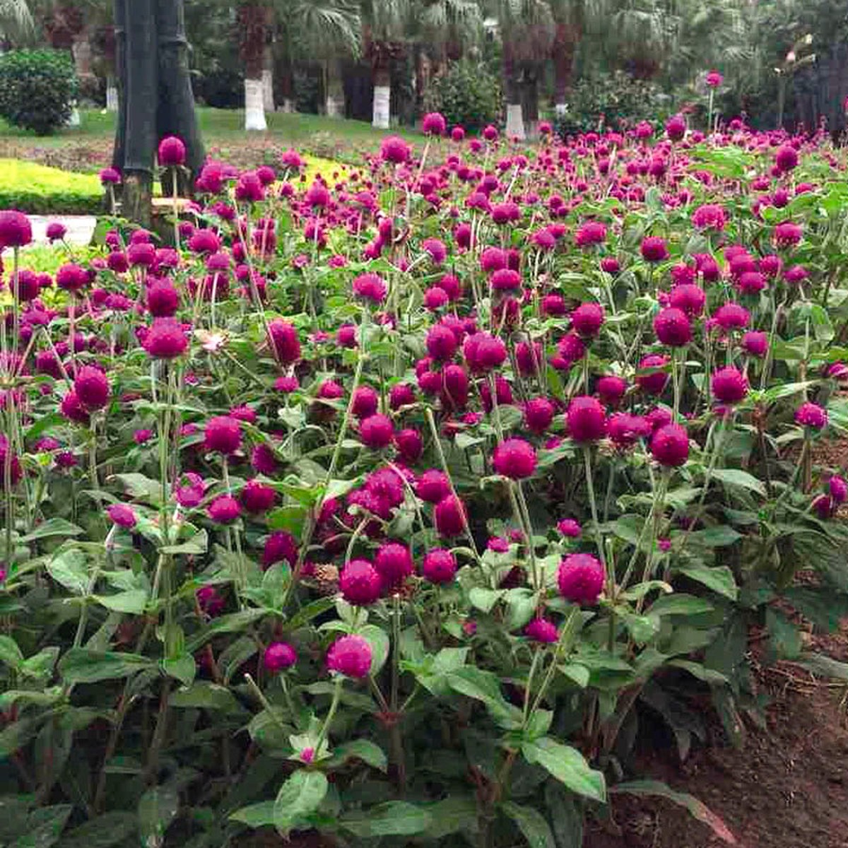 Las Vegas Purple Gomphrena Seeds