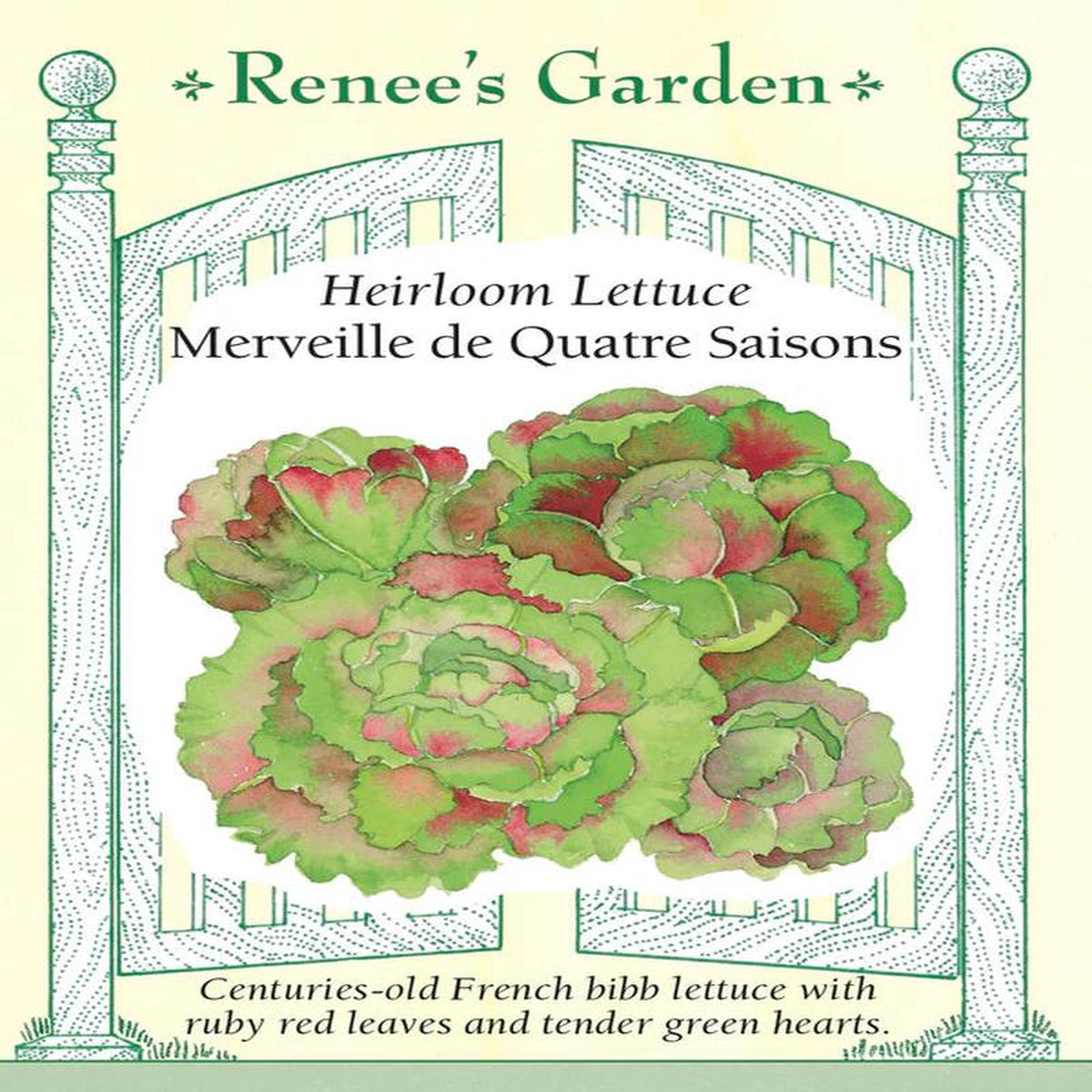 Lettuce Merveille De Quatre Saisons 8211 Renees Garden