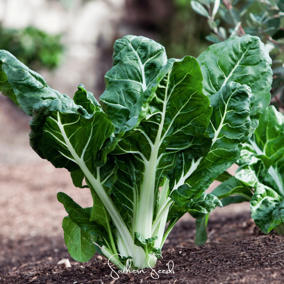 Lucullus Swiss Chard 100 Seeds