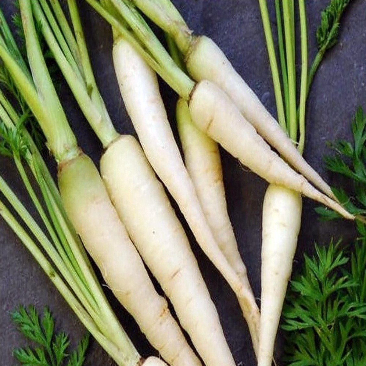 Lunar White Carrot 100 Seeds - Tender, Coreless, Sweet - Hirt's Gardens