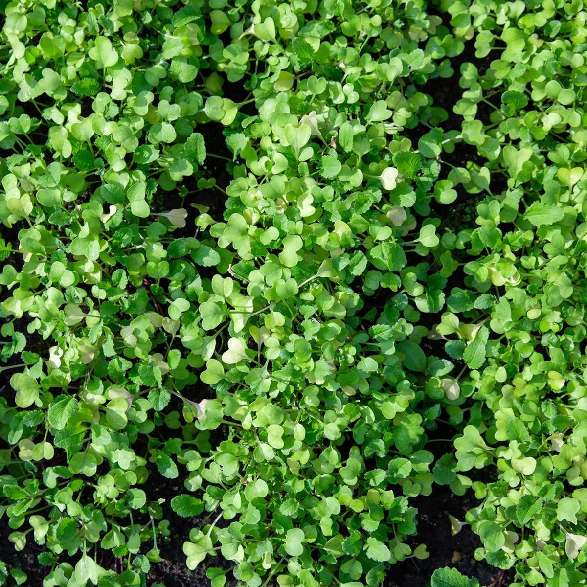 Oilseed Radish (Raphanus sativus) - Bulk