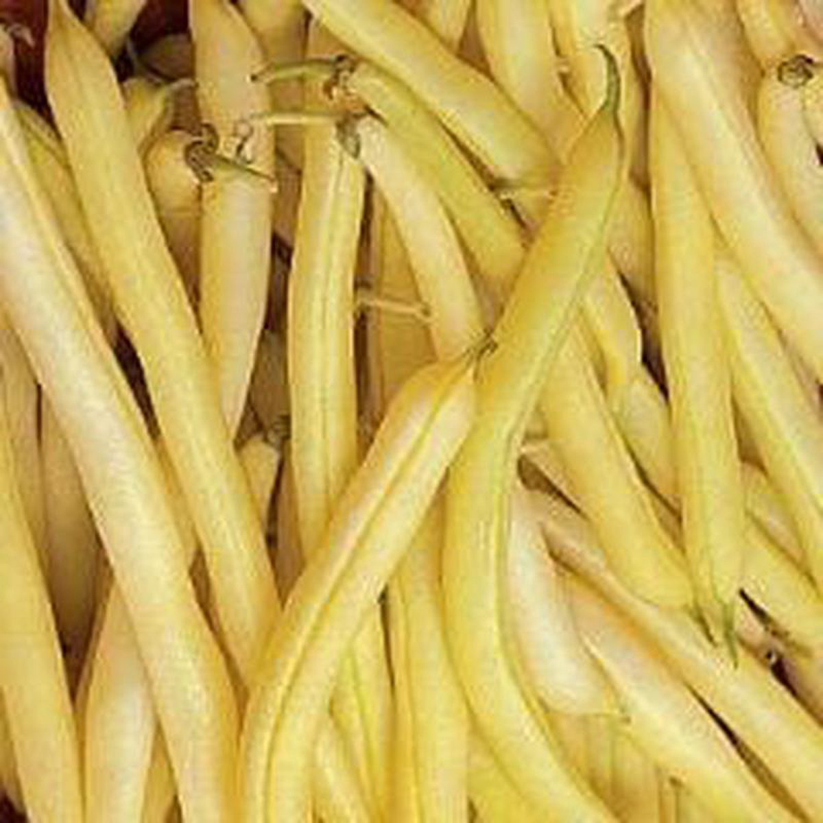 Organic Bean Golden Wax Improved 8211 Burpee Seeds