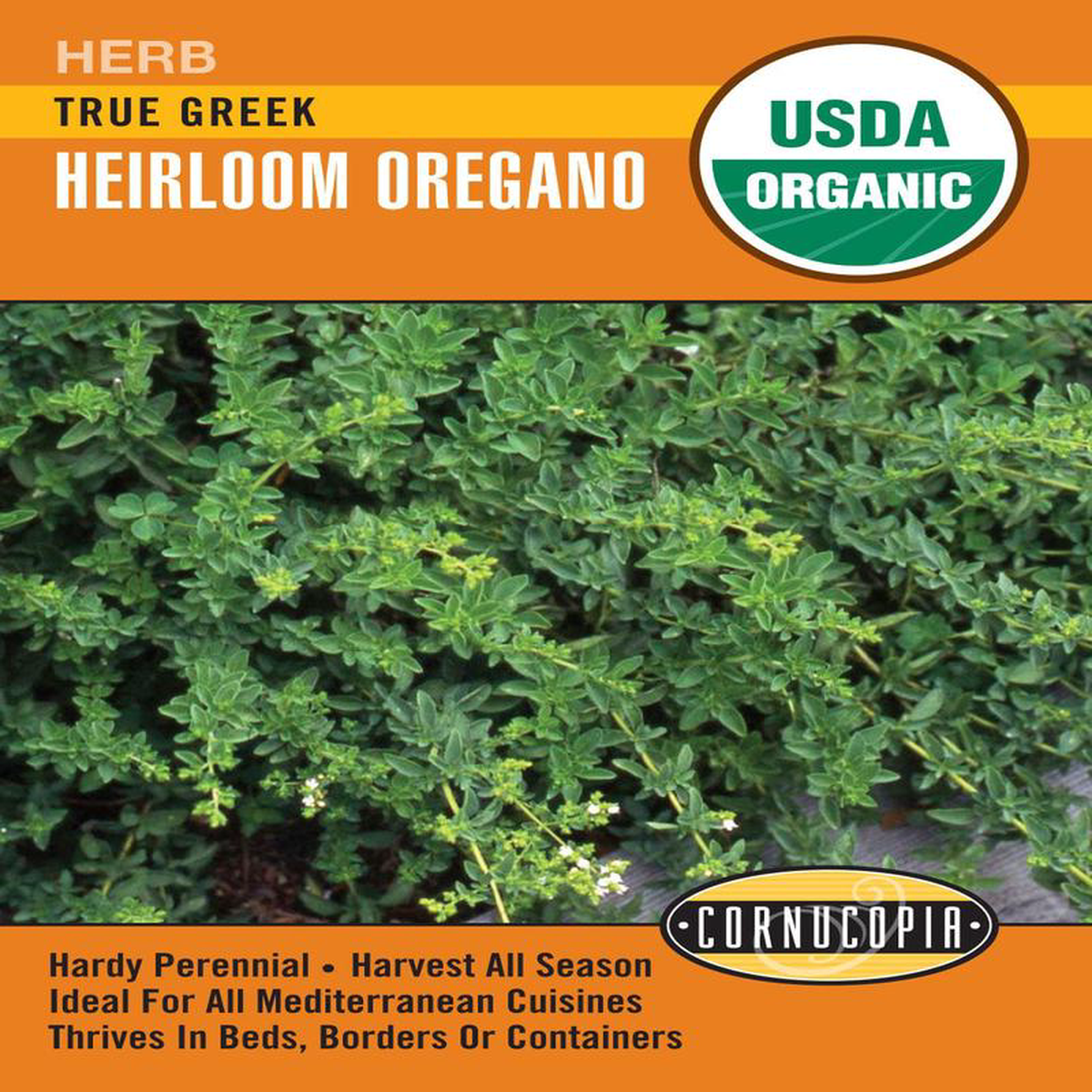 Organic Oregano True Greek 8211 Cornucopia Seeds