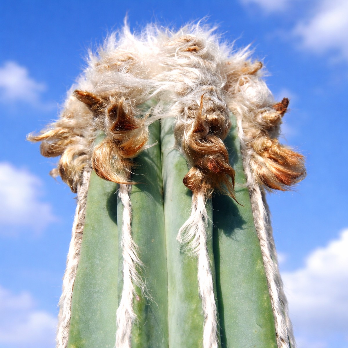 Pilosocereus hermii SEEDS