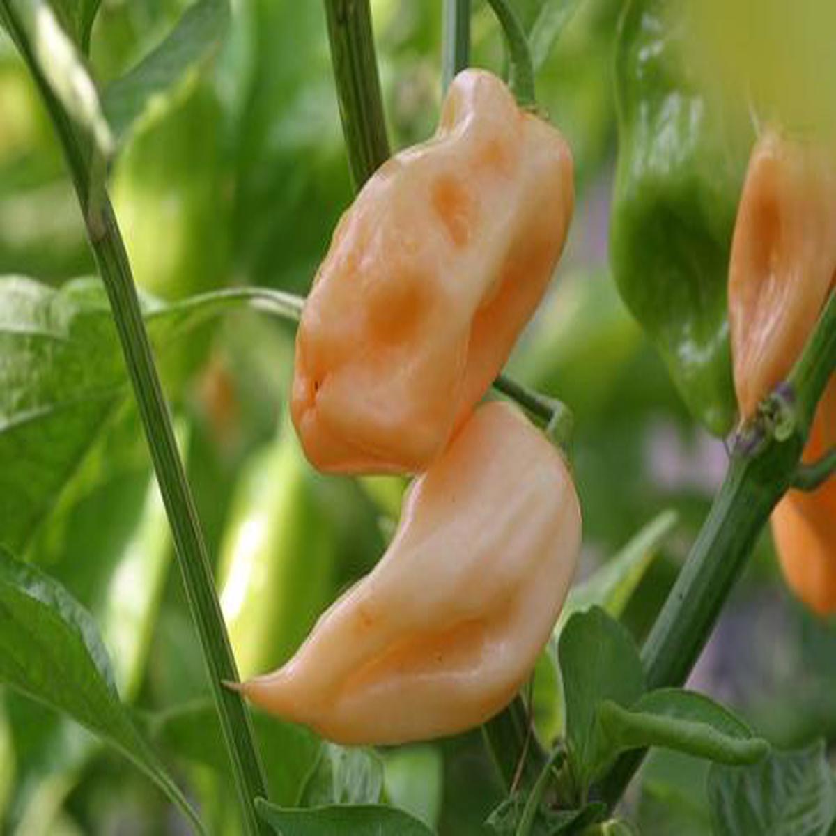 Pink Habanero - Chilli Pepper - Capsicum chinense - 5 Seeds