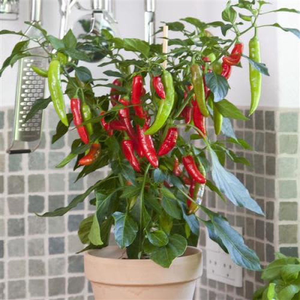 Pot Chilli Pepper Capsicum Fajita - Patio, container chilli pepper - 5 seeds