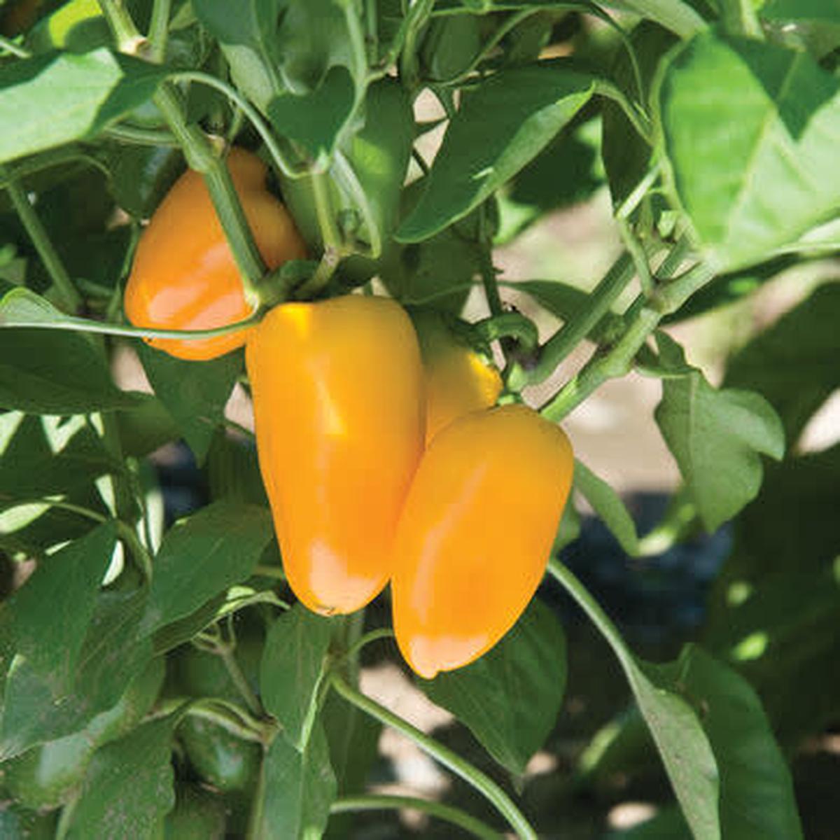 Pot Pepper Capsicum Snack Yellow - Container patio sweet bell snacking pepper - 5 seeds