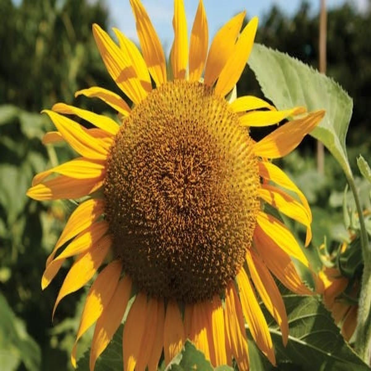 Sunflower 'Giant Russian' Greenpatch seeds