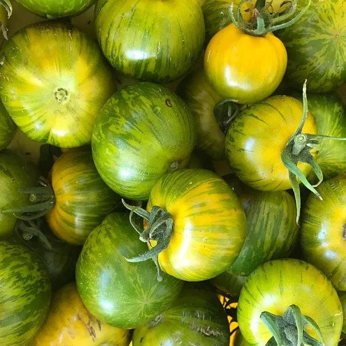Tomato Green Zebra 8211 Saanich Organics