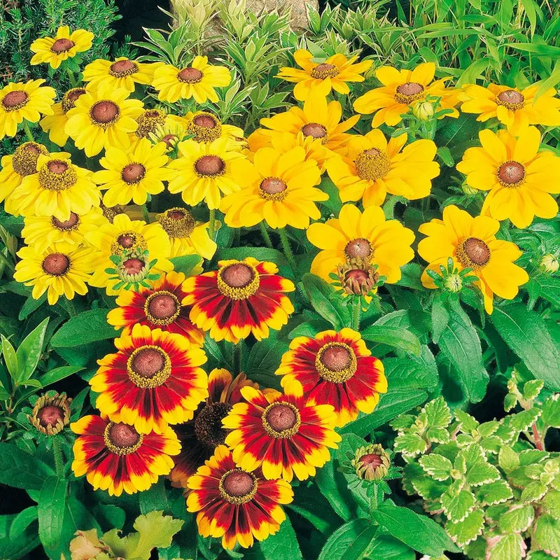 Toto Mix Rudbeckia Seeds