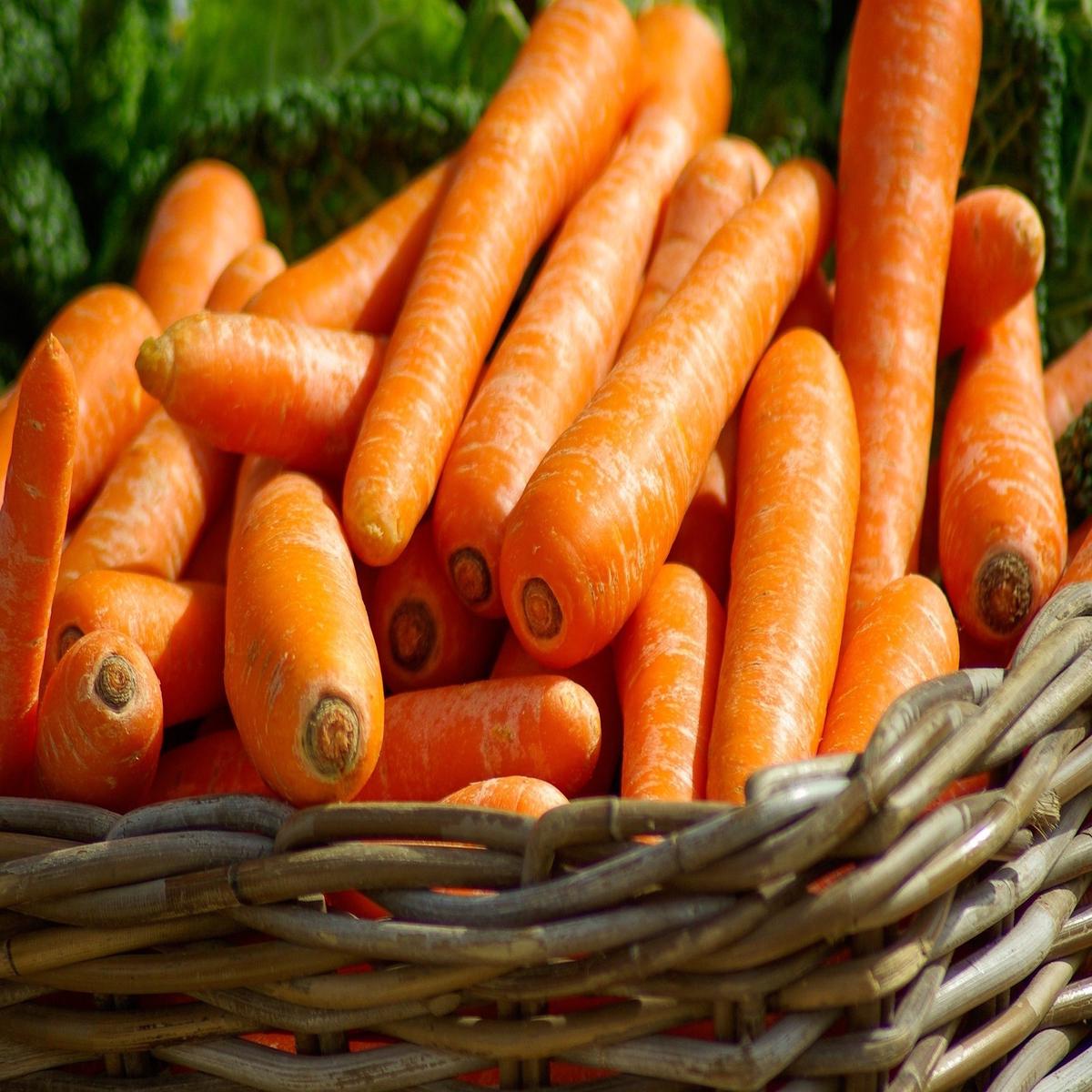 1500 SCARLET NANTES CARROT Daucus Carota Vegetable Seeds